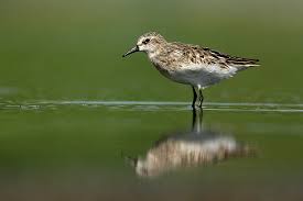 Image result for Calidris pusilla