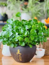 「香菇草」的圖片搜尋結果