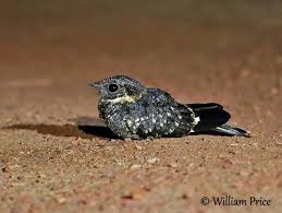 Attēlu rezultāti vaicājumam “Caprimulgus europaeus juvenile”