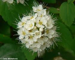 Attēlu rezultāti vaicājumam “Spiraea chamaedryfolia flower”
