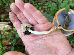 Attēlu rezultāti vaicājumam “Diachea subsessilis young”