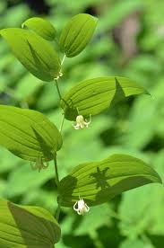 Attēlu rezultāti vaicājumam “Trichia ambigua stalked”