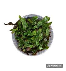 Attēlu rezultāti vaicājumam “Conocephalum”