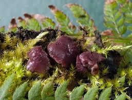 Attēlu rezultāti vaicājumam “Ascocoryne cylichnium”