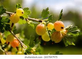 Attēlu rezultāti vaicājumam “Ribes uva-crispa leaf”