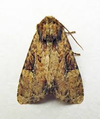 Attēlu rezultāti vaicājumam “Apamea epomidion”