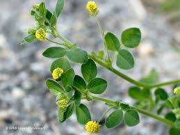 Attēlu rezultāti vaicājumam “Medicago lupulina”