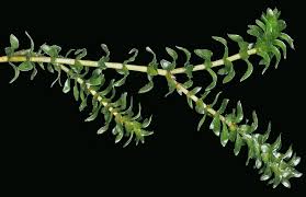 Attēlu rezultāti vaicājumam “Elodea canadensis leaf”
