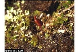 Attēlu rezultāti vaicājumam “Buxbaumia aphylla”