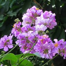 Image result for Lagerstroemia