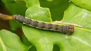 Attēlu rezultāti vaicājumam “Erannis defoliaria imago”