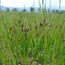 Attēlu rezultāti vaicājumam “Schoenus ferrugineus flower”