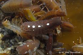 Attēlu rezultāti vaicājumam “Idaea emarginata”