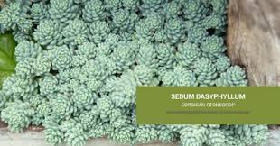 Attēlu rezultāti vaicājumam “Sedum pallidum bud”