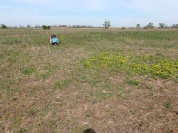 Attēlu rezultāti vaicājumam “Abietinella abietina var. hystricosa”