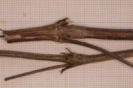 Attēlu rezultāti vaicājumam “Adaina microdactyla”