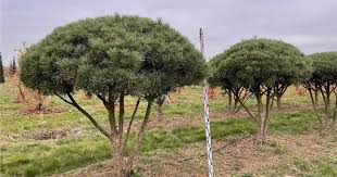 Attēlu rezultāti vaicājumam “Pinus sylvestris var. turfosa”