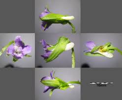 Attēlu rezultāti vaicājumam “Viola mirabilis”