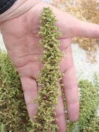 Image result for Chenopodium botrys