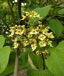 Attēlu rezultāti vaicājumam “Catalpa ovata”