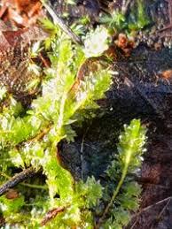 Attēlu rezultāti vaicājumam “Plagiothecium denticulatum”