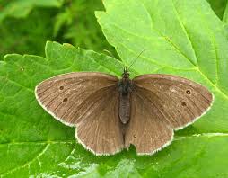 Attēlu rezultāti vaicājumam “Aphantopus hyperantus”