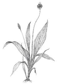 Attēlu rezultāti vaicājumam “Plantago lanceolata leaf”
