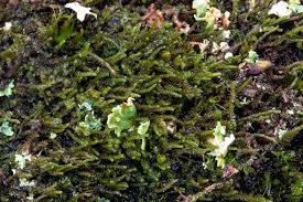 Attēlu rezultāti vaicājumam “Barbilophozia attenuata”