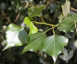 Attēlu rezultāti vaicājumam “Populus x canadensis”