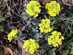 Attēlu rezultāti vaicājumam “Alyssum gmelinii”