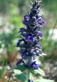 Attēlu rezultāti vaicājumam “Ajuga genevensis”
