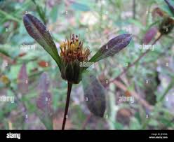 Attēlu rezultāti vaicājumam “Bidens tripartita leaf”