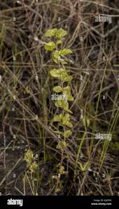 Attēlu rezultāti vaicājumam “Betula humilis leaf”