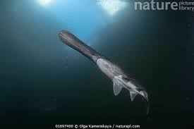 Image result for Polyodon spathula