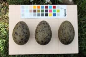 Attēlu rezultāti vaicājumam “Larus argentatus eggs”