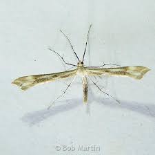 Attēlu rezultāti vaicājumam “Gillmeria pallidactyla”