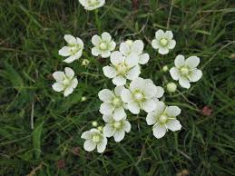 Attēlu rezultāti vaicājumam “Parnassiaceae”