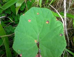 Attēlu rezultāti vaicājumam “Puccinia poarum”