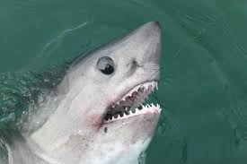 Image result for Lamna ditropis