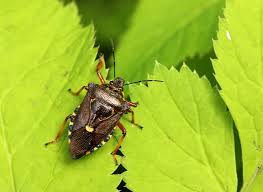 Attēlu rezultāti vaicājumam “Pinthaeus sanguinipes”