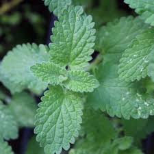 Image result for Melisse