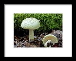 Attēlu rezultāti vaicājumam “Amanita citrina”