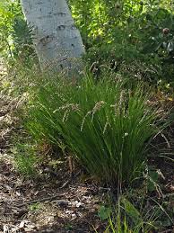 Attēlu rezultāti vaicājumam “Melica nutans flower”