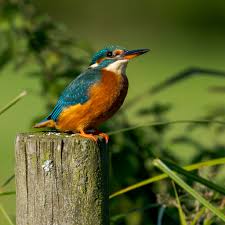 Image result for Feathers Badminton- Leatherhead