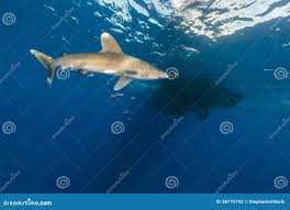 Image result for Carcharhinus longimanus