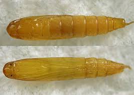 Attēlu rezultāti vaicājumam “Caloptilia alchimiella”