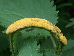 Attēlu rezultāti vaicājumam “Puccinia urticata”