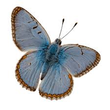 Attēlu rezultāti vaicājumam “Polyommatus icarus male”