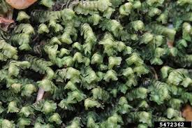 Attēlu rezultāti vaicājumam “Bazzania trilobata”