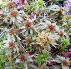 Attēlu rezultāti vaicājumam “Sphagnum palustre”